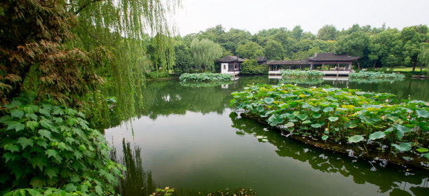 西湖莲藕