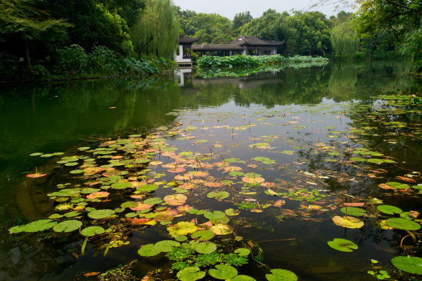 西湖莲藕