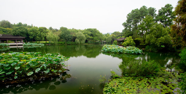 西湖莲藕