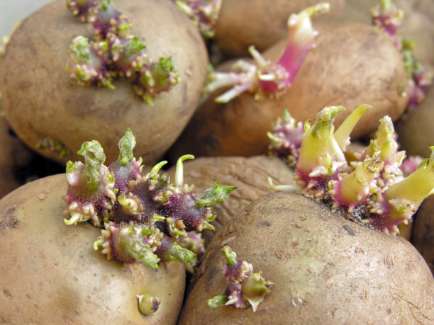 potatoes