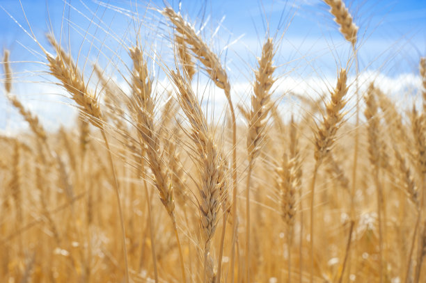 triticum