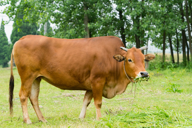 cattle