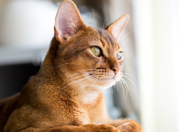 abyssinian猫