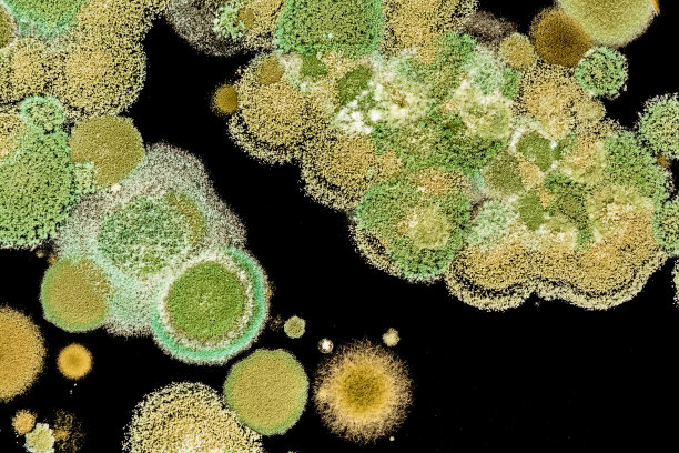 fungus