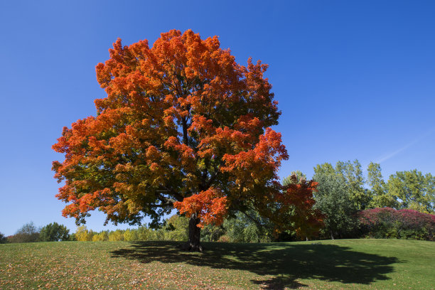 maple
