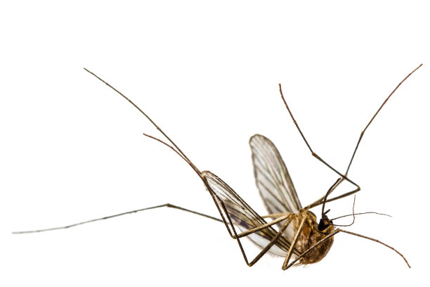 mosquito