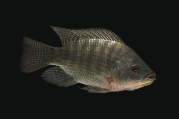 tilapia