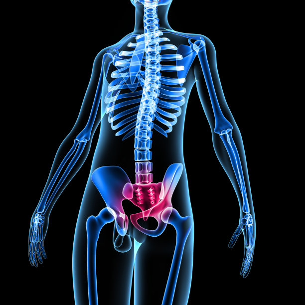 pelvis
