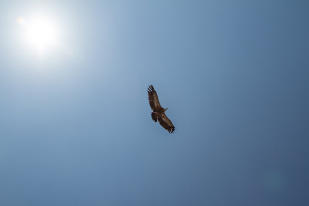 falcon