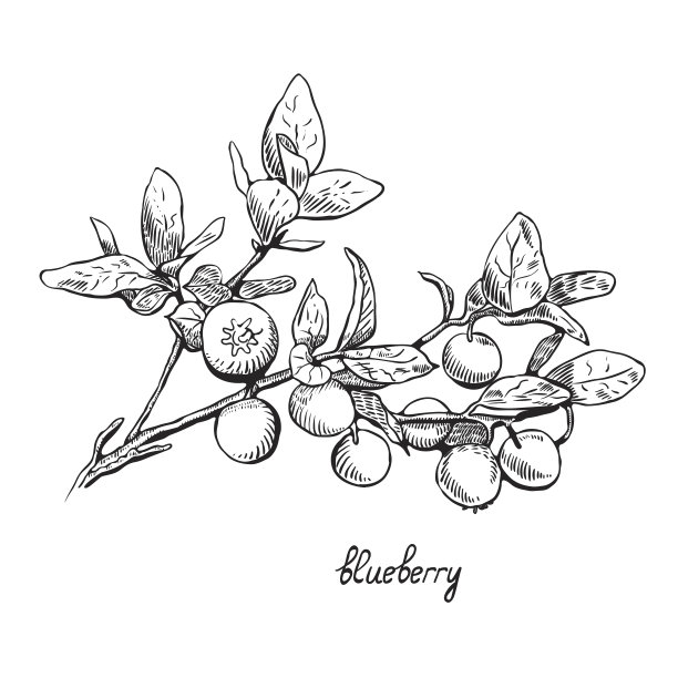 ericaceae