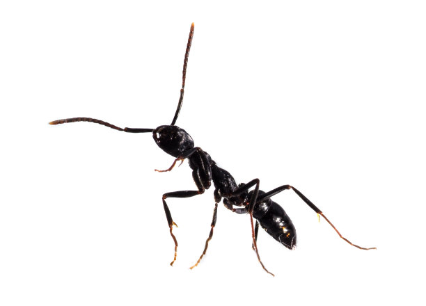 一只棕褐色蚂蚁
