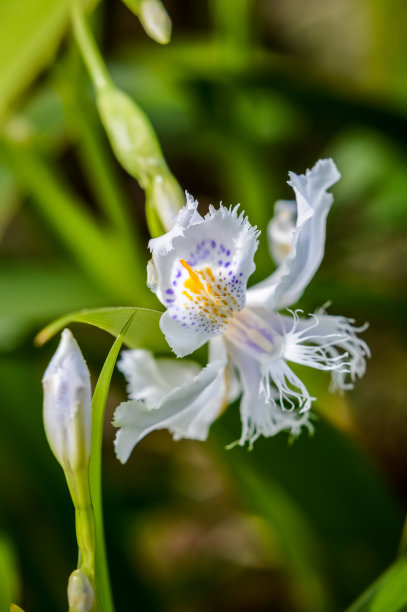 鸢尾花蓝蝴蝶花