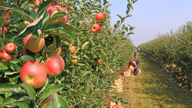 orchard