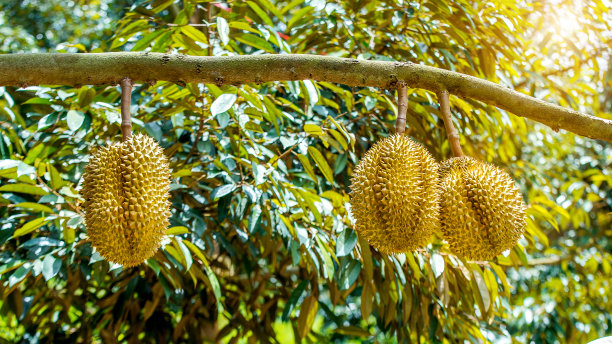durian