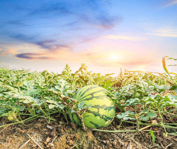 watermelon