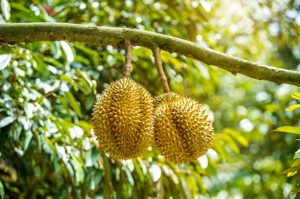durian