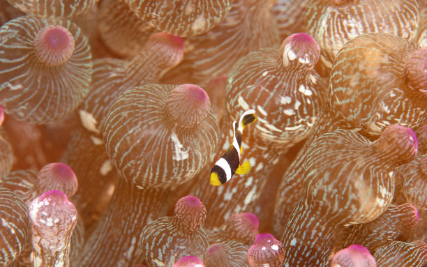 anemonefish