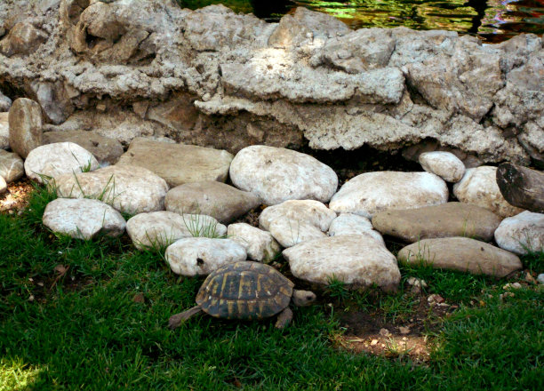 岩石乌龟石
