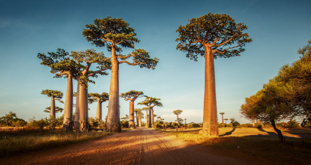 baobab