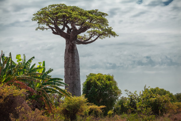 baobab