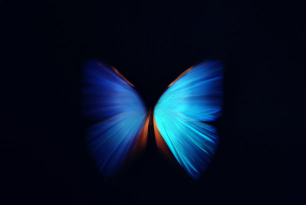 papilio
