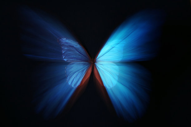 papilio