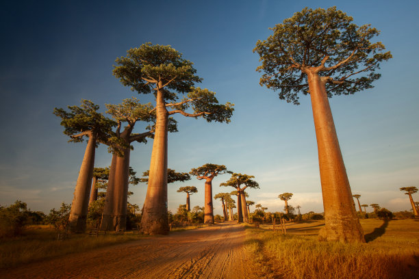 madagascar
