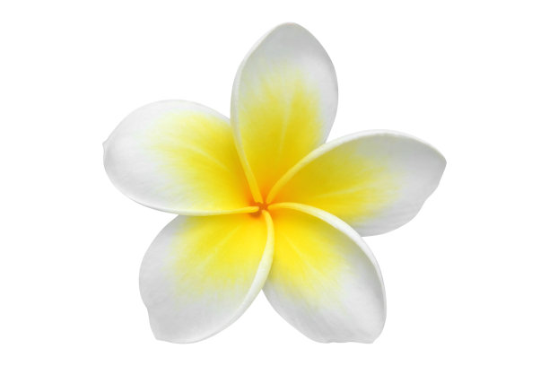 frangipani