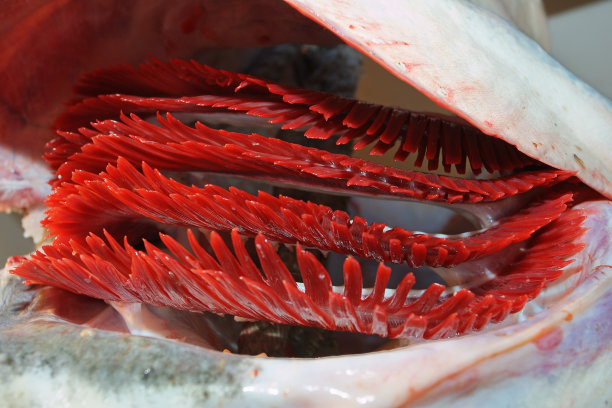 gills