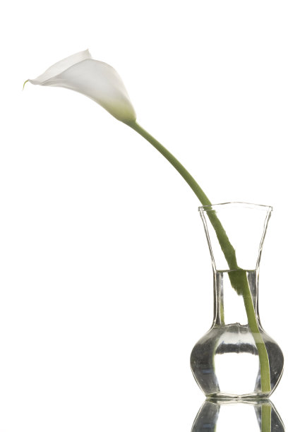 araceae
