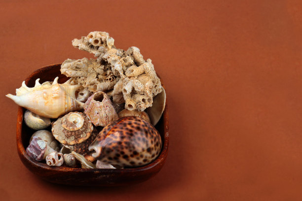 珊瑚化石标本