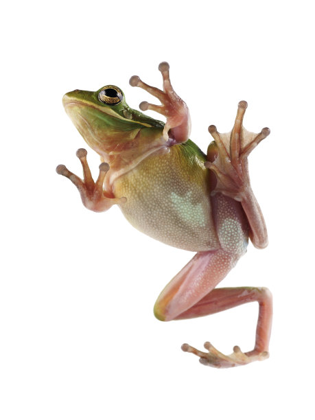 frog