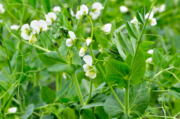 lathyrus