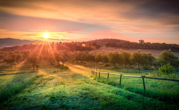 orchard