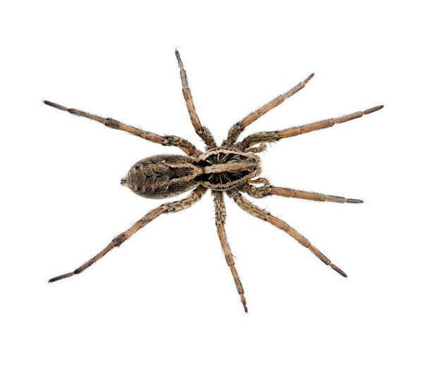 spider