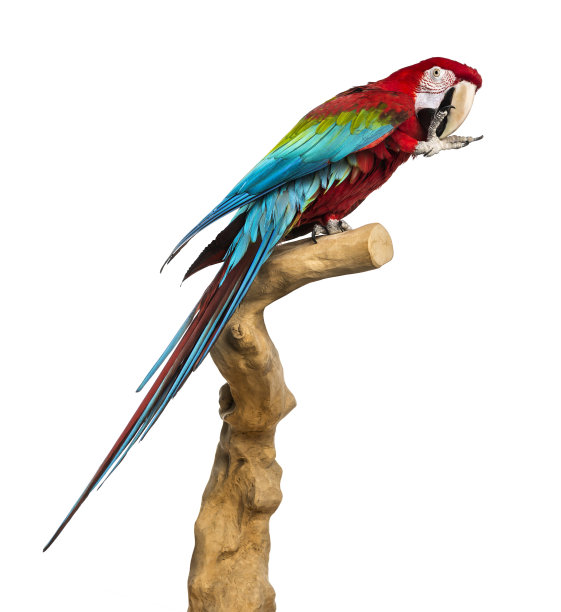 macaw