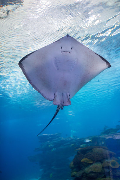 stingray