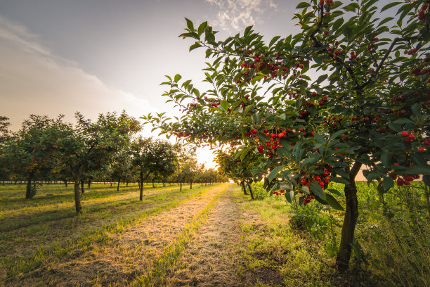 orchard
