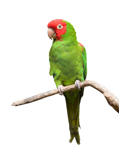 parrots