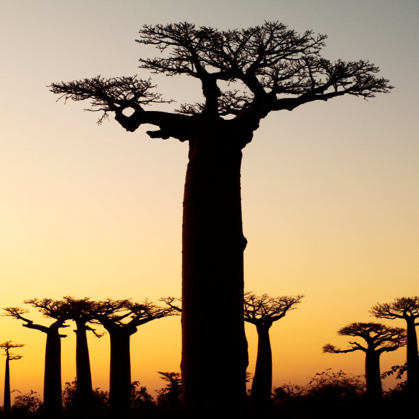 baobab