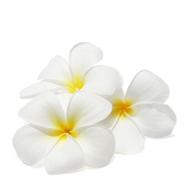 frangipani