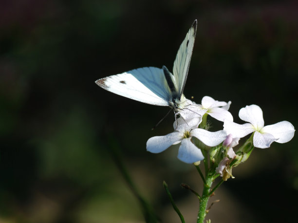 pieris