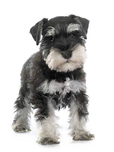 schnauzer