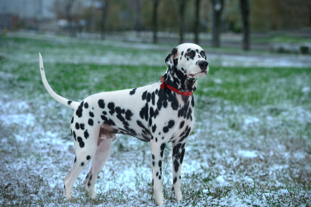 dalmatian