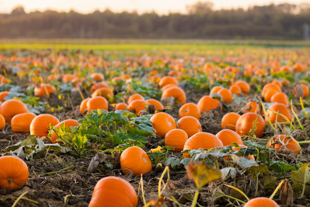 pumpkin