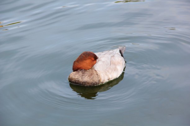 河水里的鸭子