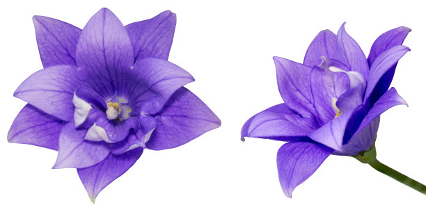 紫色的桔梗花