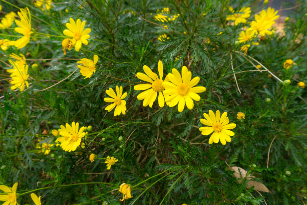 华丽绽放财富中心