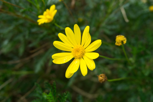 华丽绽放财富中心