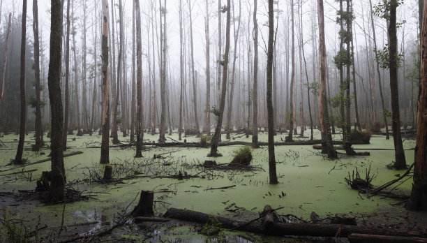 swamp